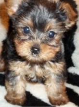 Puppies for sale yorkshire terrier - Denmark, Odense