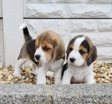 Puppies for sale beagle - USA, California