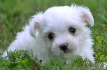 Puppies for sale maltese - France, Saint-Etienne