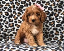 Puppies for sale , cockapoo - Belarus, Maladzyechna