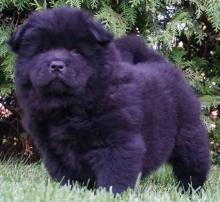 Puppies for sale chow chow - Belarus, Maladzyechna