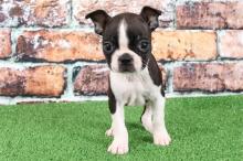 Puppies for sale boston terrier - Cyprus, Larnaca