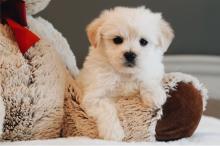 Puppies for sale mixed breed, maltipoo - Finland, Lahti