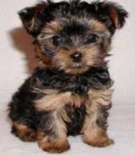 Puppies for sale yorkshire terrier - Canada, Ontario, Hamilton