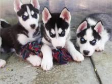 Puppies for sale haski - Hungary, Debrecen
