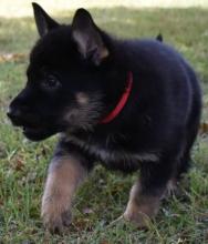 Puppies for sale german shepherd dog - Tajikistan, Dushanbe