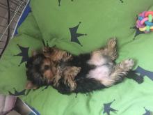 Puppies for sale yorkshire terrier - Denmark, Kopenagen