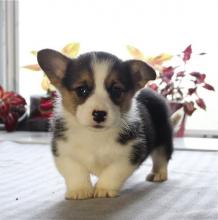 Puppies for sale other breed, pembroke welsh corgi puppies - Spain, Madrid