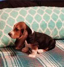 Puppies for sale basset hound - Finland, Pori