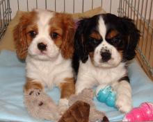 Puppies for sale king charles spaniel - Slovakia, Plzen