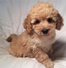 Puppies for sale , goldendoodle - Spain, Guadalajara