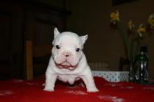 Puppies for sale french bulldog - Slovenia, Aleksandrovits