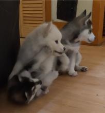 Puppies for sale , pomsky - Kyrgyzstan, Bishkek