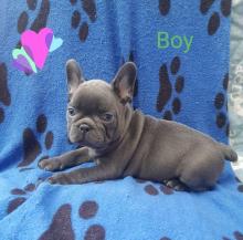 Puppies for sale french bulldog - Russia, Volgograd