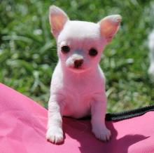 Puppies for sale chihuahua - Lithuania, Vilnius