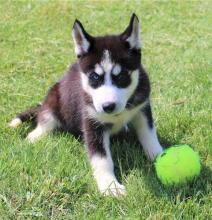 Puppies for sale , siberian husky - Ireland, Galway