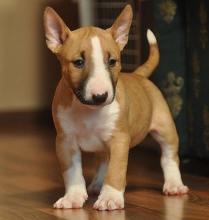 Puppies for sale bull terrier - Lithuania, Vilnius