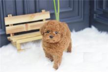 Puppies for sale toy-poodle - Latvia, Riga