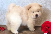 Puppies for sale chow chow - Cyprus, Limassol