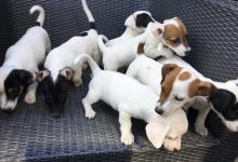 Puppies for sale jack russell terrier - USA, Texas, Houston