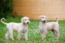 Puppies for sale afghan hound - Finland, Turks, vantaa