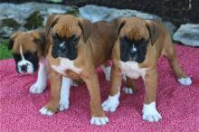 Puppies for sale boxer - Denmark, Kopenagen