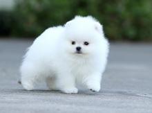 Puppies for sale , pomeranian  - Poland, Bedzin