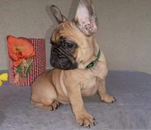 Puppies for sale french bulldog - Canada, Ontario, Oshawa