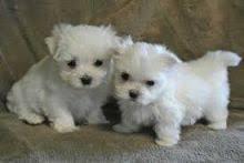 Puppies for sale maltese - Spain, Madrid