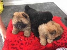 Puppies for sale chow chow - Canada, British Columbia, Vancouver