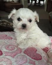 Puppies for sale maltese - Canada, Ontario, Kitchener