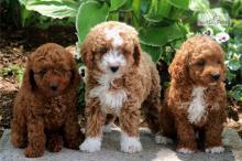 Puppies for sale , cavapoo  - Belarus, Grodno