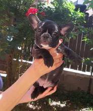 Puppies for sale french bulldog - Canada, Ontario, Hamilton