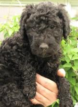 Puppies for sale , barbet - Ukraine, Kharkiv