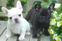 Puppies for sale french bulldog - Canada, British Columbia, Vancouver