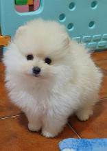 Puppies for sale pomeranian spitz - Denmark, Kopenagen