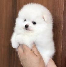 Puppies for sale , pomeranian  - Belarus, Gomel