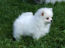 Puppies for sale volpino - Finland, Turks, vantaa