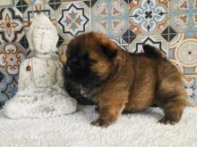 Puppies for sale chow chow - Canada, Nova Scotia, Halifax