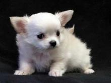 Puppies for sale chihuahua - France, Paris. Price 150 €