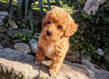 Puppies for sale toy-poodle - Finland, Turks, vantaa