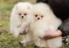 Puppies for sale pomeranian spitz - Latvia, Madonna