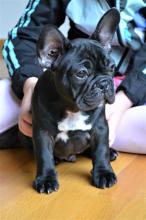 Puppies for sale french bulldog - Canada, Ontario, London