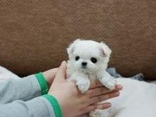 Puppies for sale maltese - Finland, Helsinki