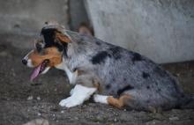 Puppies for sale welsh terrier, welsh cogi - Ireland, Cork. Price 155 €