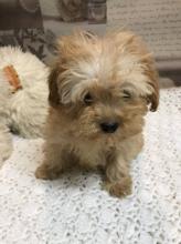 Puppies for sale , maltipoo - Finland, Helsinki