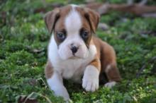 Puppies for sale boxer - Poland, Vukov