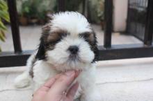 Puppies for sale shih tzu - Poland, Shetsin