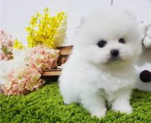 Puppies for sale pomeranian spitz - Czech Republic, Banska Bystrica