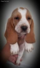 Puppies for sale basset hound - Ireland, Cork